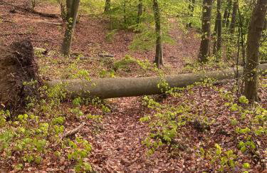 Altstadt Quartier - Foto 8