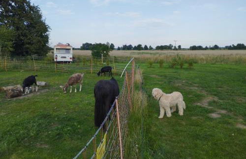 DDR Wohnwagen Heimstolz Wefelinger - Photo 9