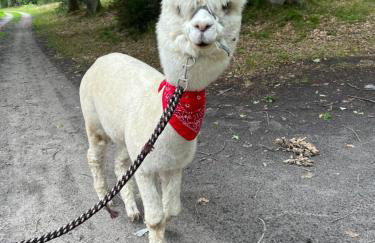 Ulinia Zacisze Dom Superior 90m2 - Fala - Mierzeja - Wydma - Photo 74