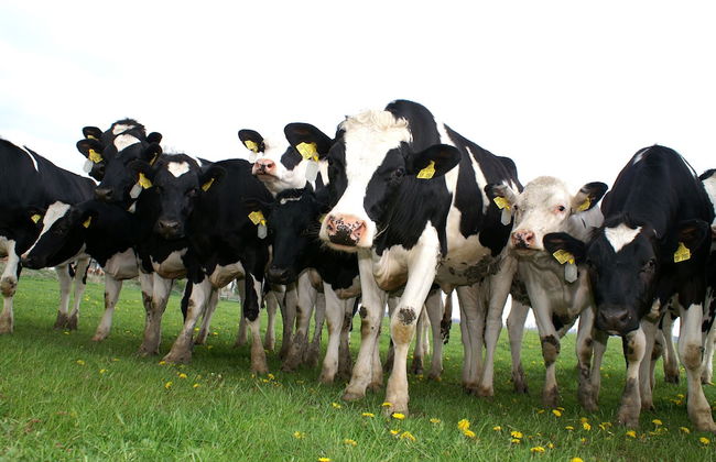 Kulturhof - Photo 24