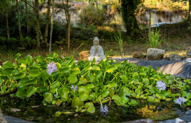 Forest House Casinha do Carvalhal - Foto 25