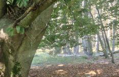 "Jabłonie i grusze" Nice home in a big garden with sauna and wifi - Foto 35