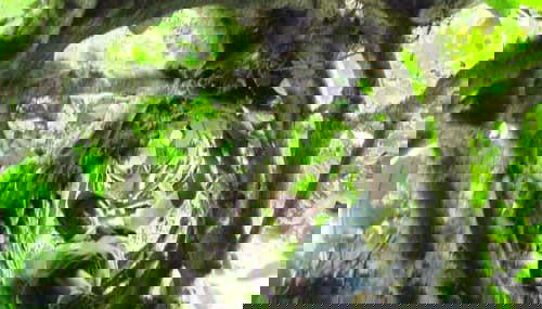 San Sebastián Rainforest Excursion - Foto 5