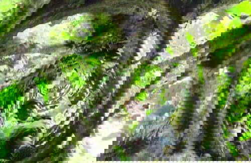 San Sebastián Rainforest Excursion - Photo 4