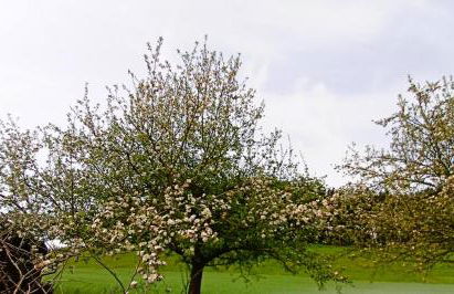 BodenSEE Apartment Neukirch Goppertsweiler HASE - Foto 35