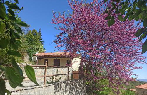 ForestRock Studio FOR SALE TOO - Foto 1