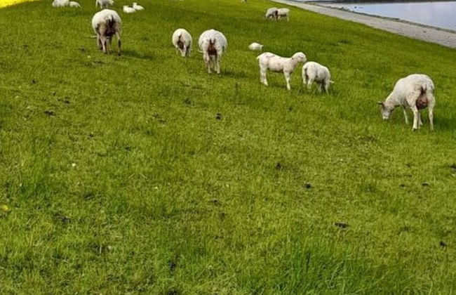 Friesengold Modern Retreat - Foto 19