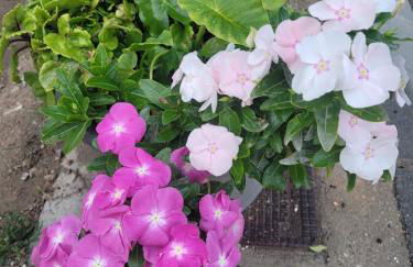 La Llar de Laura - Foto 68