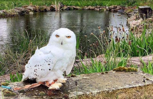 Bespoke 1 Bed Cottage in Dunbeath Village - Foto 8