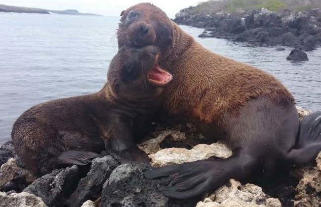 Lobos Island + Snorkeling Tour - Photo 3
