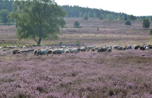 Haus Schwalbennest - Foto 22
