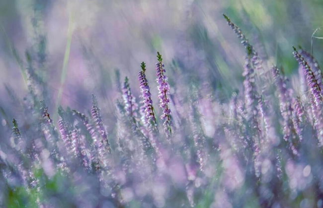 Villa in Someren Near Golf Course - Foto 25