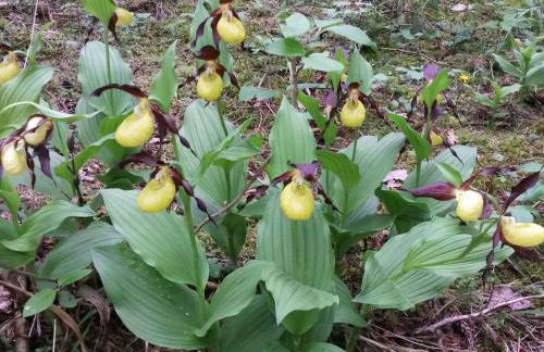 Apartment zum Spaal by Interhome - Foto 40