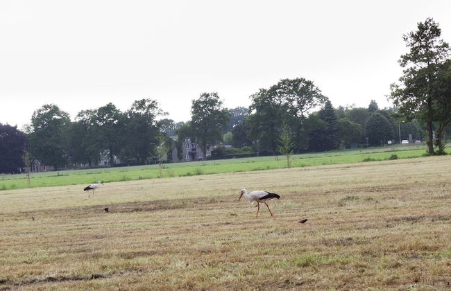 Holiday Lodge in Staphorst With Pool Access - Photo 39