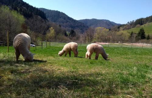 Ferienwohnungen Schwabenhof - Foto 27