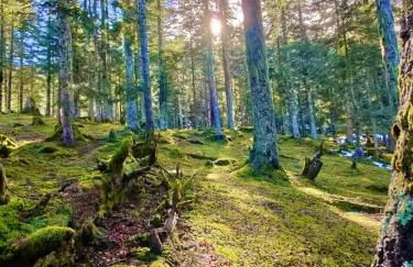 Appartement Chalet à 1400m - Station du Mourtis - Foto 27