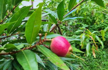 Sítio com Casa de Madeira com 2 quartos 100m2 px Centro de Salesópolis - Foto 43
