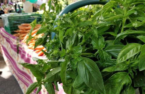 Maisonnette au pied du Mont Ventoux ste colombe - Photo 12