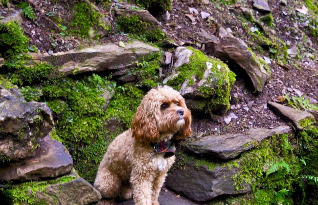 Old Kilmun House - Foto 58