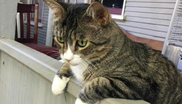 Midtown Vibe - Foto 2