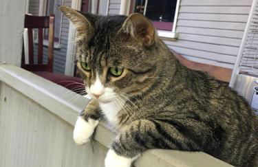 Midtown Vibe - Foto 2