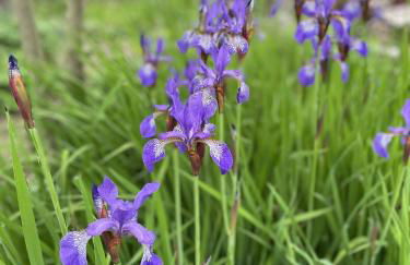 Apple Cottage - Photo 36