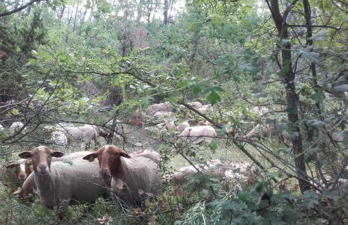 La Rose des Claux - Foto 72