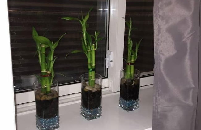 Cozy Basement Studio - Foto 29