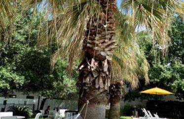 SoCo Chic Apartment Suites Close to Downtown - Foto 28