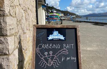 Little Curlew, Ynyslas, Borth - Foto 31