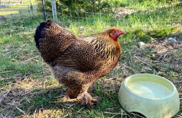 Ferienwohnung Elbsegler - Foto 31