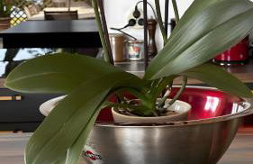 Villa Mimosa - Vue Exceptionnelle - Photo 4