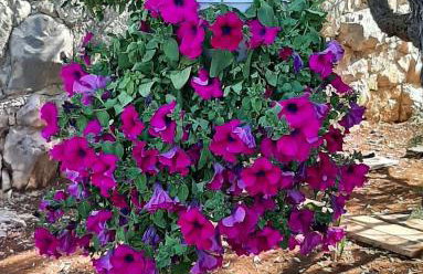 Kuća za odmor Neva - Foto 38