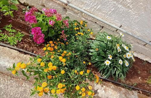 "Minerva" da Sabrina - Foto 8