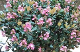 TheLozzasHome - Foto 26