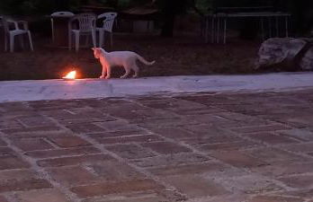 azienda agrituristica la torretta - Foto 29