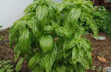 Casas do Torreão 3 casas de alojamento local - Foto 64