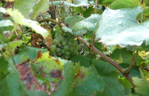 Kleine Oase - Foto 39