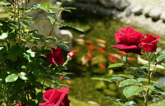 La Maison Vésubie - Foto 30