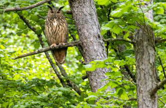 L'Orgelétaine : Grande Maison au milieu des Lacs du Jura - Foto 74