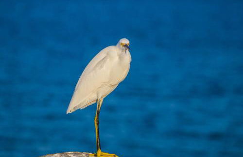 Safari Suite - Photo 28