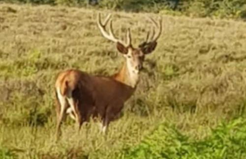 Luxury New Forest Barn, ideal for couples - Photo 32