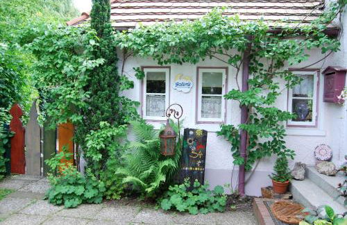 Rittersporn - Foto 12