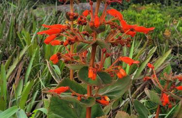 Chalé do Lopo - Photo 56