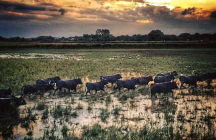 Mas Viala - Photo 19