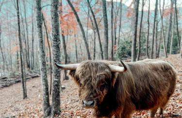 Stunning Pet-Friendly Treehouse for Relaxing Glamping Retreats in North Carolina - Foto 21