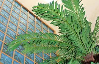 Villa Falésia casa da Sobreira - Foto 12