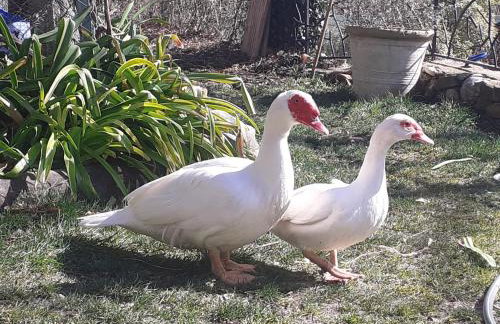 Gite du Prinas - Foto 23