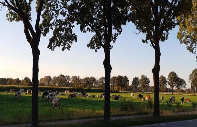 Tiny House in Brabant With Cozy Terrace - Photo 33