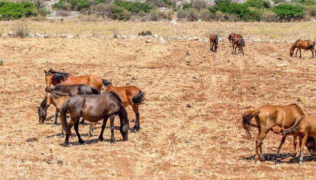 Marmari Horseback Riding